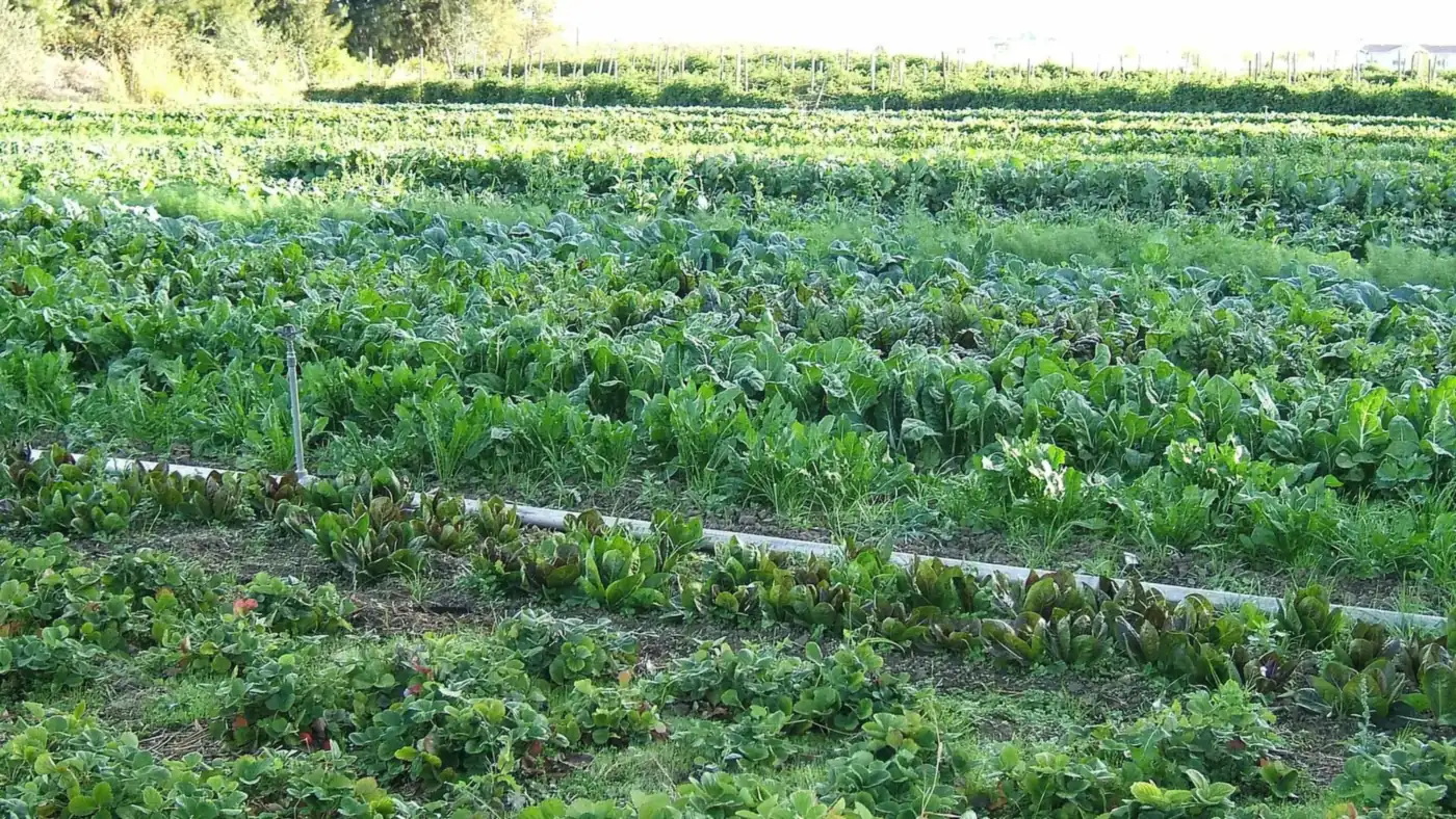 Rows of vegetables on a working farm in early light